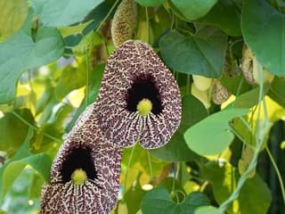 Bloedel Conservatory: Entry Ticket — gallery 3