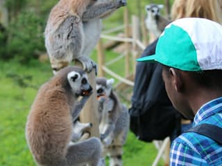 Safari Thoiry: Entry Ticket