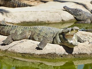 Ohne-Anstehen-Tickets für den Krokodilpark, Crocodile Park Torremolinos C/ Cuba, Málaga