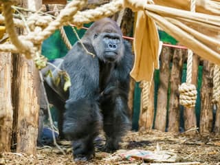 Zoo Nights at London Zoo