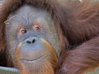 Woodland Park Zoo: Skip The Line Ticket — gallery 2