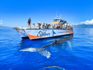 Small-Group Whale Watching Cruise from Maʻalaea Harbor