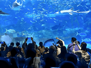 SEA LIFE COEX, Seoul Aquarium Tickets — gallery 3
