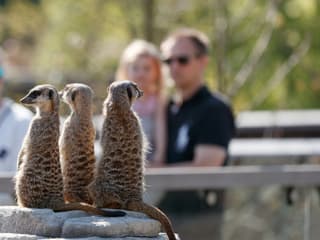 Copenhagen ZOO: Skip The Line Ticket