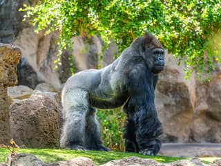 Loro Parque Entry Tickets — gallery 1