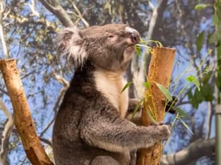 Blue Mountains & Parramatta River: Full-Day Trip from Sydney — gallery 2