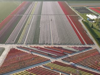 The Tulip Barn: Entry Ticket — gallery 1
