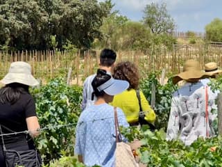 Penedès: Half-Day Guided Tour from Barcelona + Brunch + Wine Tasting — gallery 3