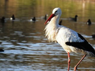 Cañada de los Pájaros Bird Reserve