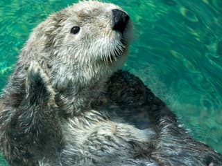 Steinbeck's Cannery Row Monterey: Self-Guided Audio Tour
