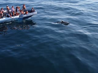 Prohlídka sledování delfínů z Lagosu, Lagos