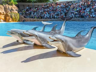 Loro Parque Entry Tickets — gallery 3