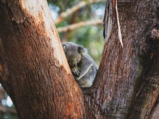 Port Stephens Koala Sanctuary, Port Stephens Koala Sanctuary, Sydney