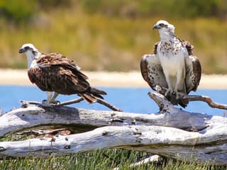 Murray River Lunch Cruise, Perth