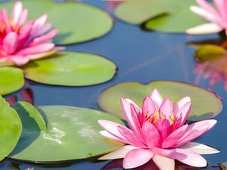 From Paris: Monet’s Garden Guided Tour with Transfers — gallery 3