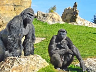 Bioparc Valencia Tickets — gallery 1