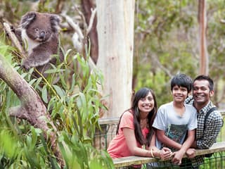Koala Conservation Reserve Tickets & Optional Entry to Phillip Island Nature Parks — gallery 3