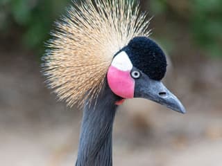 World of Birds Wildlife Sanctuary & Monkey Park: Entry Ticket — gallery 2