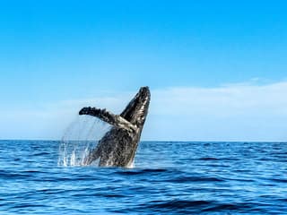 Small-Group Whale Watching Cruise from Maʻalaea Harbor