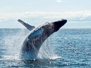 Whale Watching Cruise with Beverages & Snacks tickets, Gold Coast, photo 1