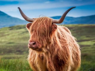 From Edinburgh: Loch Ness, Glencoe & The Highlands Day Trip — gallery 3