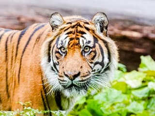 Zoo Nights at London Zoo