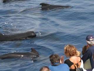 Aquarium of Genoa & Whale Watching Cruise — gallery 1