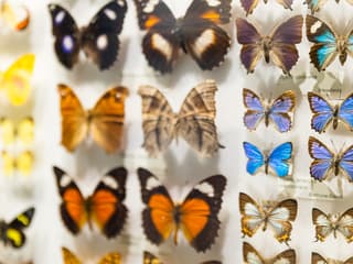 Melbourne Musuem Tickets — gallery 3