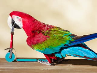Dubai Dolphinarium: Creek Park Exotic Bird Show Tickets — gallery 3