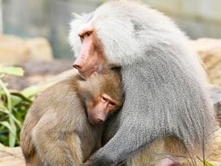 સિડની જૂની ટિકિટો, Sydney Zoo, Sydney