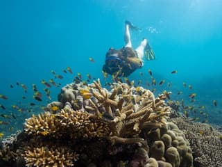 Frankland Islands Reef: Guided Day Cruise from Cairns + Snorkeling + Lunch — gallery 2