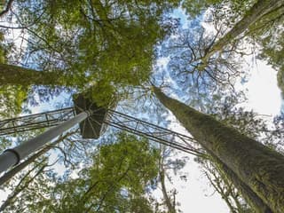 Otway Fly Treetop Adventures: Treetop Walk