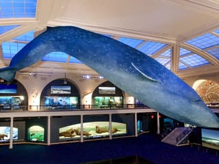 Amerikan Doğa Tarihi Müzesi Biletleri | American Museum of Natural