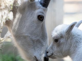 Woodland Park Zoo: Skip The Line Ticket — gallery 3