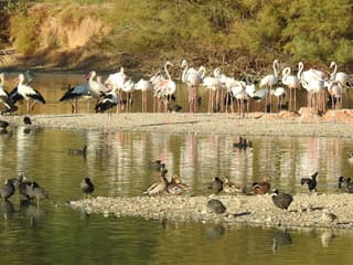 Cañada de los Pájaros Bird Reserve