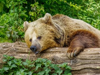 Whipsnade Zoo Entrance Tickets — gallery 1