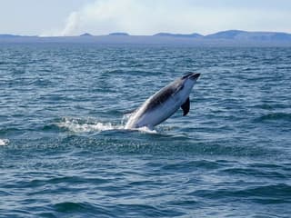 Reykjavik: Whale Watching Boat Tour — gallery 2