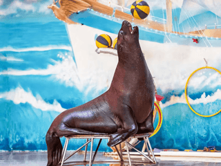 Dubai Dolphinarium: Dolphin and Seal Show — gallery 1