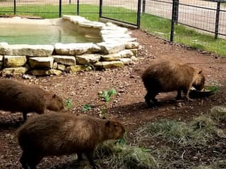Austin Zoo: Skip The Line Ticket — gallery 1