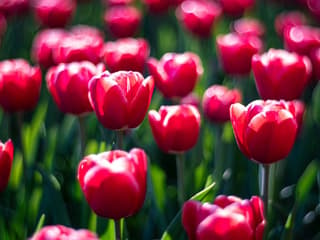 Keukenhof: Entry + Roundtrip Bus Transfer from A’dam Tower