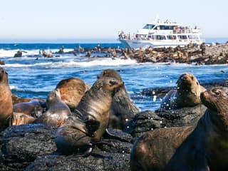 Seal Watching Afternoon Cruise at Phillip Island — gallery 1