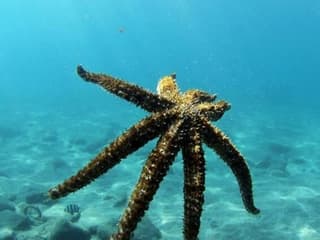 Los Cristianos: Guided Diving Class — gallery 3