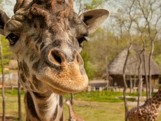 Welcome to Nashville Attraction Pass — gallery 3