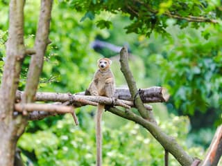 Edinburgh Zoo Entrance Tickets — gallery 2