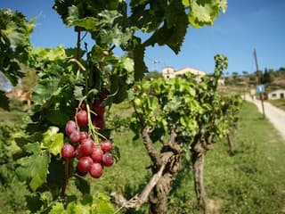 Barcelona: Half-Day Tour with Sailing, Vineyard Tour & Wine Tasting — gallery 3