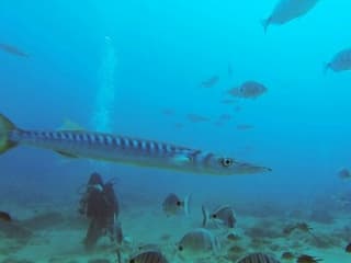 Los Cristianos: Guided Diving Class — gallery 2