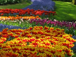 Keukenhof: Entry Ticket — gallery 1