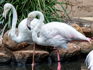 World of Birds Wildlife Sanctuary & Monkey Park: Entry Ticket — gallery 3