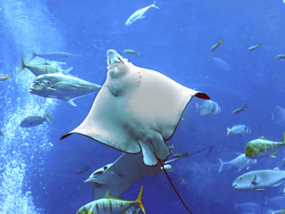Dubai Aquarium & Underwater Zoo: Gold Pass — gallery 1