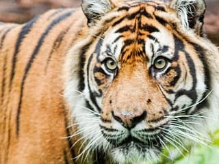 London Zoo: Entry Ticket — gallery 2